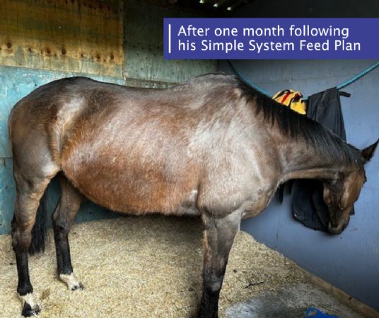 Improving Thoroughbred horse with horse feed