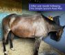 Improving Thoroughbred horse with horse feed
