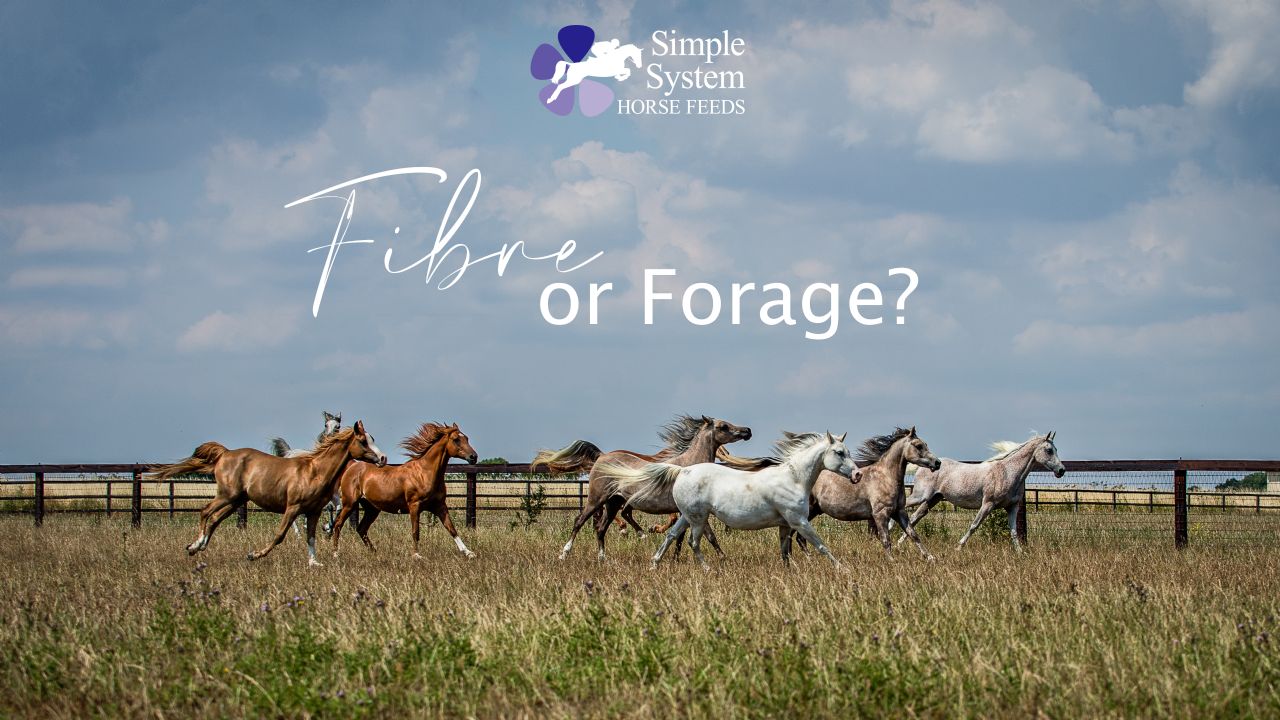 Fibre or forage for horses