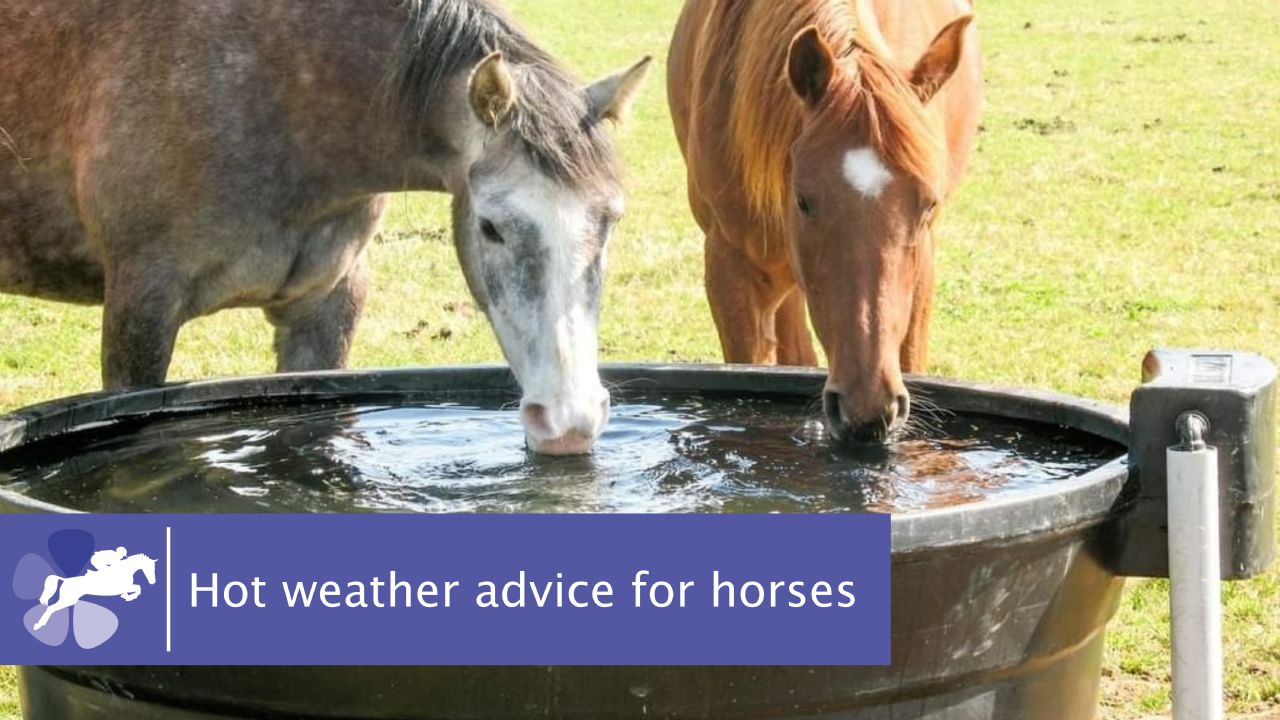 Keeping horses cool in hot weather