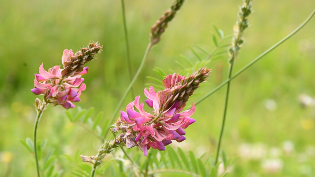 Sainfoin for horses