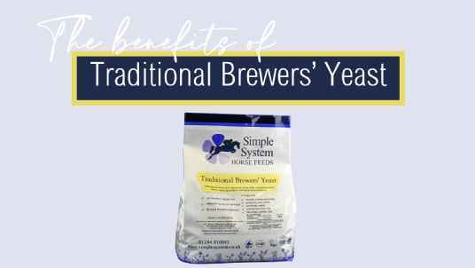 Brewers yeast for horses
