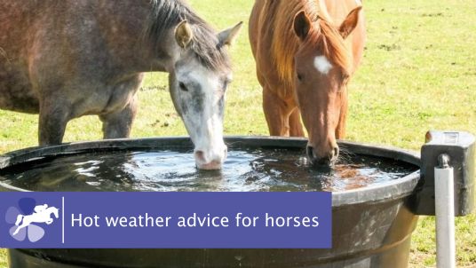 Keeping horses cool in hot weather