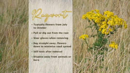 Ragwort in horse pasture