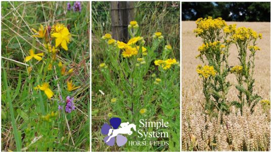 Ragwort fleabane st johns wort for horses