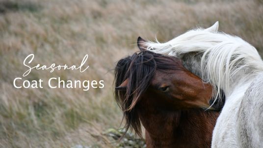 Seasonal coat changes in horses