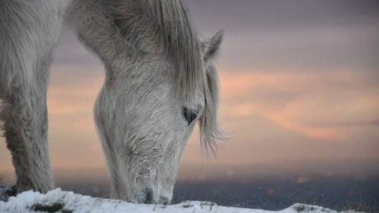 Winter care for horses