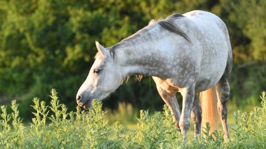 Cutting costs equine welfare