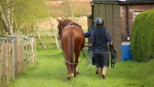 exercise can reduce colic in horses