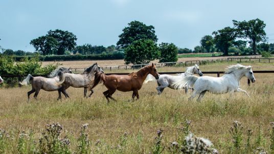 herd of horses