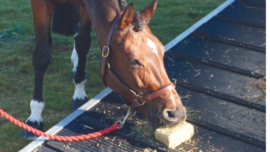 grass blocks for horses