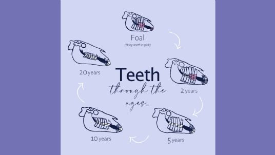 Horses teeth through the ages