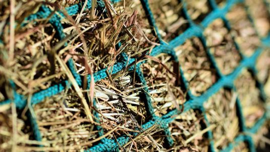 soaking hay for horses